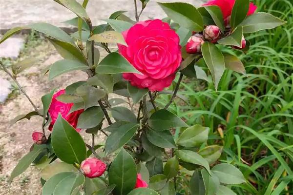 茶花花蕾干枯的原因，主要是缺少阳光、湿度过低、浇水过量所致