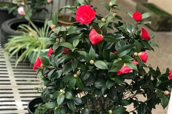 茶花花蕾干枯的原因，主要是缺少阳光、湿度过低、浇水过量所致