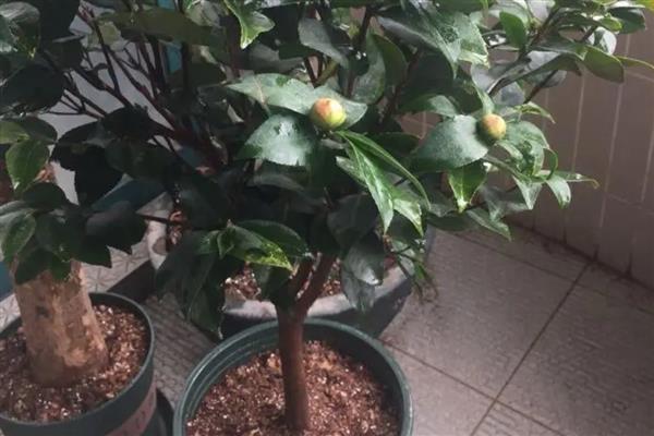 茶花花蕾干枯的原因，主要是缺少阳光、湿度过低、浇水过量所致