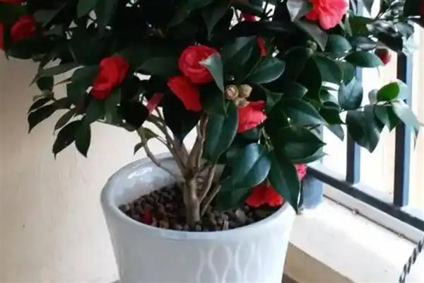 茶花花蕾干枯的原因，主要是缺少阳光、湿度过低、浇水过量所致