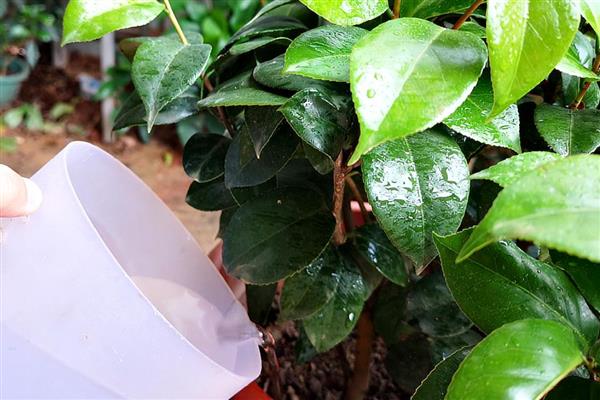 茶花花蕾干枯的原因，主要是缺少阳光、湿度过低、浇水过量所致