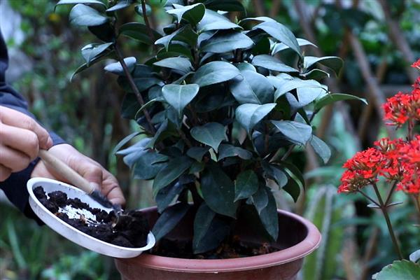 茶花花蕾干枯的原因，主要是缺少阳光、湿度过低、浇水过量所致