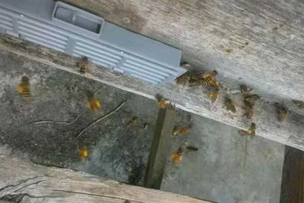 蜜蜂为什么会跑出箱外，是受到巢温过高、出现敌害等原因的影响