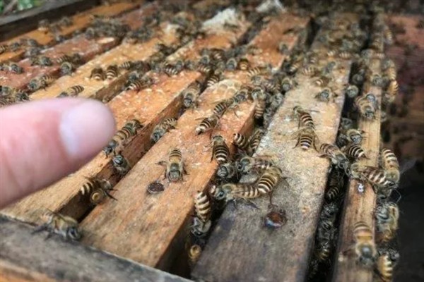 蜜蜂为什么会跑出箱外，是受到巢温过高、出现敌害等原因的影响