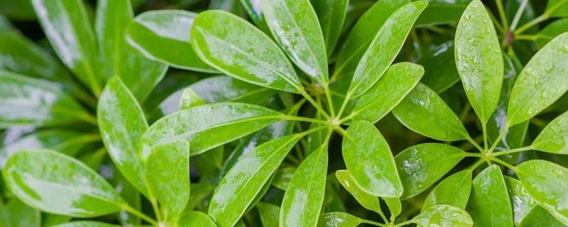 鸭脚木的养殖方法，将养殖环境的温度保持在20-30℃