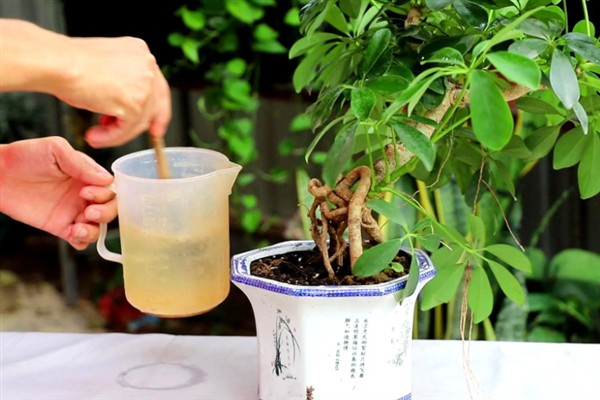 鸭脚木的养殖方法，将养殖环境的温度保持在20-30℃
