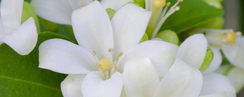 白兰花插枝可以活吗，插枝可以存活