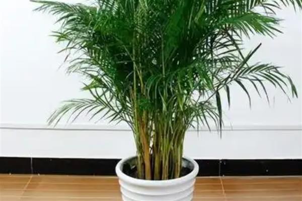 凤尾竹叶子发黄发干如何补救，可补充水分并遮阴措施