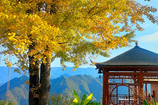 银杏树属于国家几级保护植物，是国家一级保护植物
