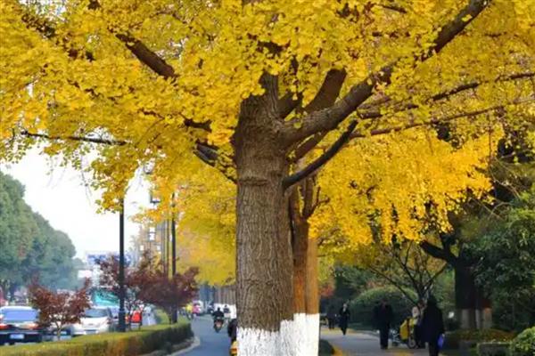 银杏树属于国家几级保护植物，是国家一级保护植物