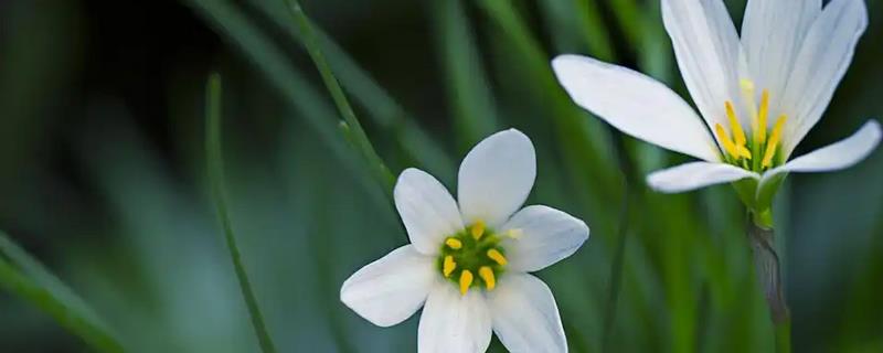 百合花的开放时间，一般在4-7月份的早上7-9点开花