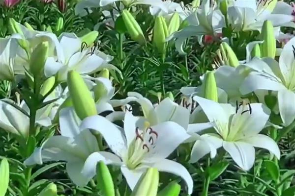 百合花的开放时间，一般在4-7月份的早上7-9点开花