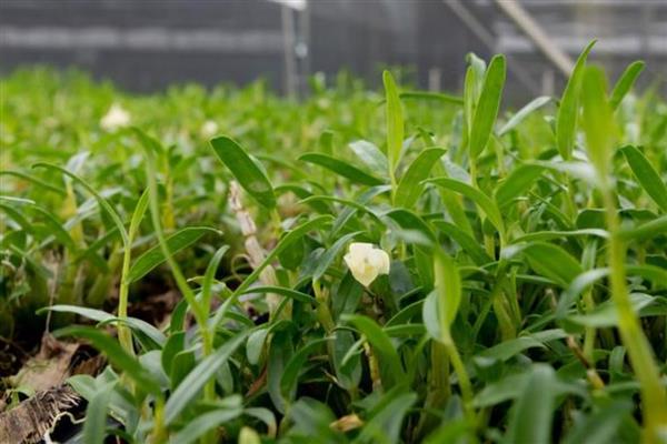 如何科学防治石斛蜗牛,可在种植区域周边撒施生石灰