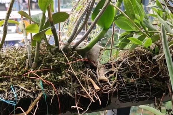 如何科学防治石斛蜗牛,可在种植区域周边撒施生石灰