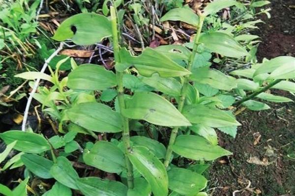 如何科学防治石斛蜗牛,可在种植区域周边撒施生石灰