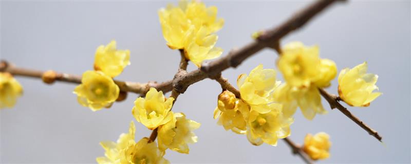 在风雪中开放的花卉有哪些，常见腊梅、报春花等品种