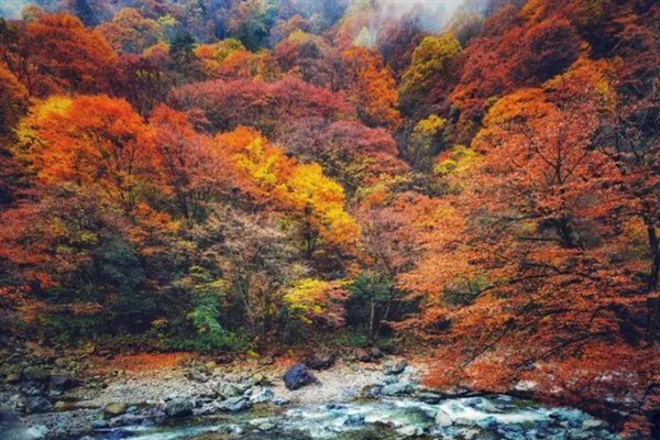 光雾山红叶的观赏最佳时间，10月下旬持续到11月上旬