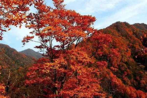 光雾山红叶的观赏最佳时间，10月下旬持续到11月上旬