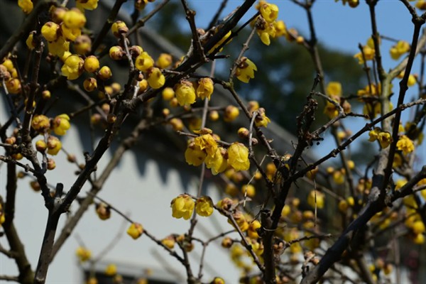 在风雪中开放的花卉有哪些，常见腊梅、报春花等品种
