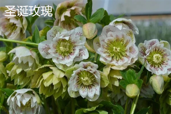 在风雪中开放的花卉有哪些，常见腊梅、报春花等品种