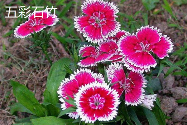 在风雪中开放的花卉有哪些，常见腊梅、报春花等品种