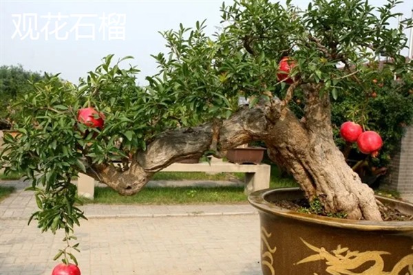 在风雪中开放的花卉有哪些，常见腊梅、报春花等品种