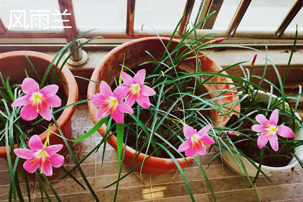 在风雪中开放的花卉有哪些，常见腊梅、报春花等品种
