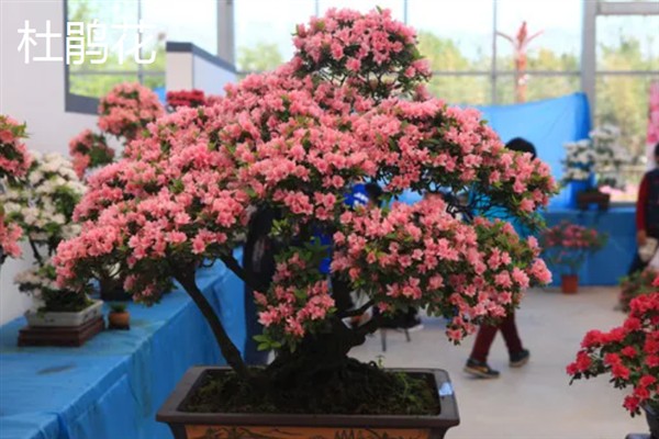 在风雪中开放的花卉有哪些，常见腊梅、报春花等品种