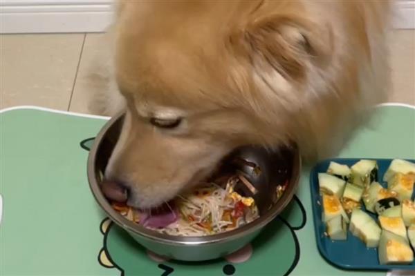 狗狗很瘦的原因，主要是各种疾病和寄生虫引起