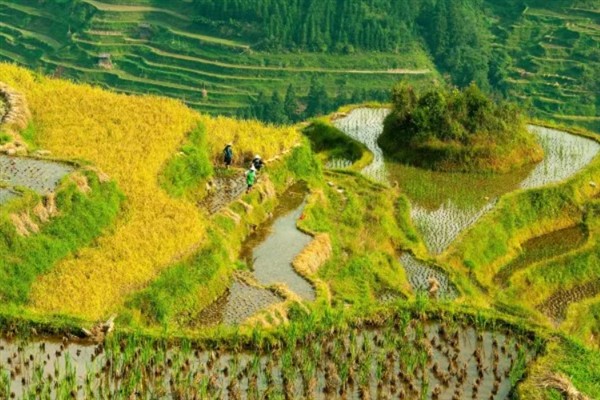 丘陵地带适合发展哪种农业，可发展果、茶、桑及用材林等