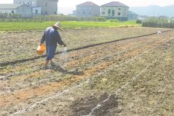 大葱怎么栽培，行距保持在20厘米以上