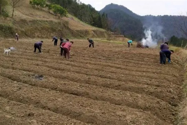 大葱怎么栽培，行距保持在20厘米以上