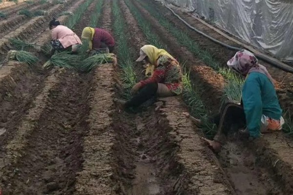大葱怎么栽培，行距保持在20厘米以上