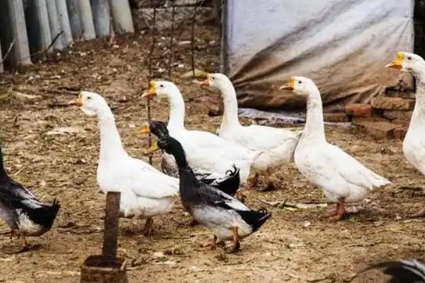 哪些动物是家禽，常见鸡、鸭、鹅等品种