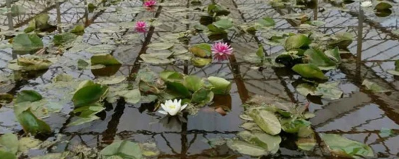 睡莲如何种植，一年四季都可以种植