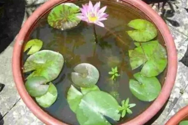 睡莲如何种植，一年四季都可以种植