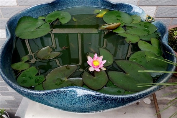 睡莲如何种植，一年四季都可以种植