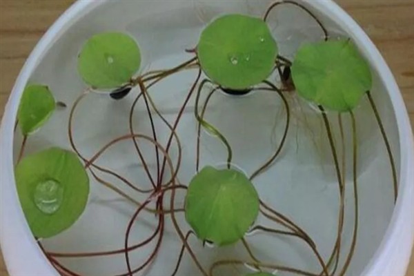 睡莲如何种植，一年四季都可以种植