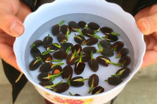 睡莲如何种植，一年四季都可以种植