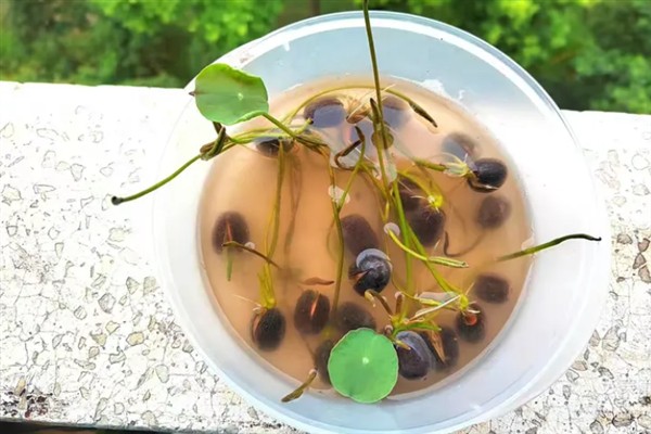 睡莲如何种植，一年四季都可以种植