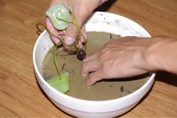 睡莲如何种植，一年四季都可以种植
