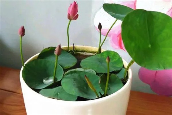 睡莲如何种植，一年四季都可以种植