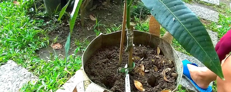 芒果盆栽的嫁接方法，可采用补片芽接法、切接法等