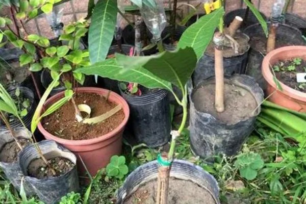 芒果盆栽的嫁接方法，可采用补片芽接法、切接法等