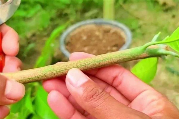 芒果盆栽的嫁接方法，可采用补片芽接法、切接法等