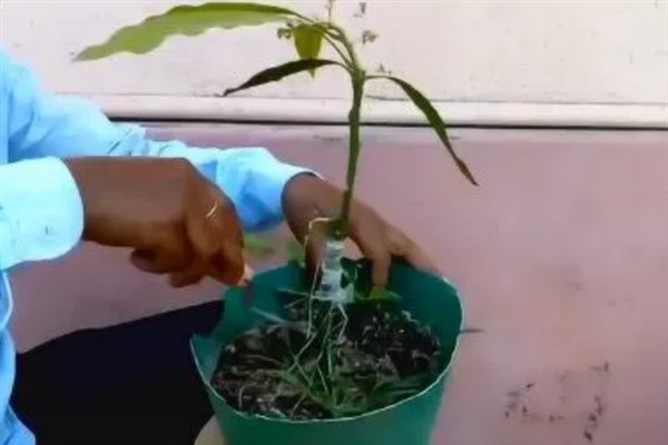 芒果盆栽的嫁接方法，可采用补片芽接法、切接法等