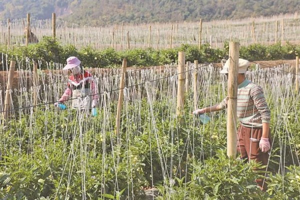如何种植人参果，开花结果期增加硼肥的用量