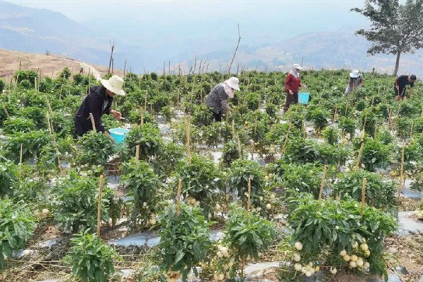 如何种植人参果，开花结果期增加硼肥的用量