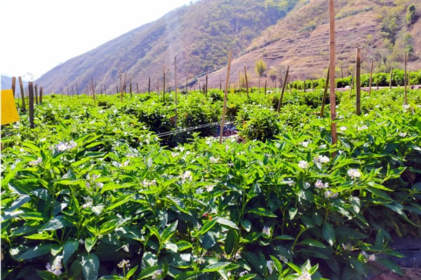 如何种植人参果，开花结果期增加硼肥的用量