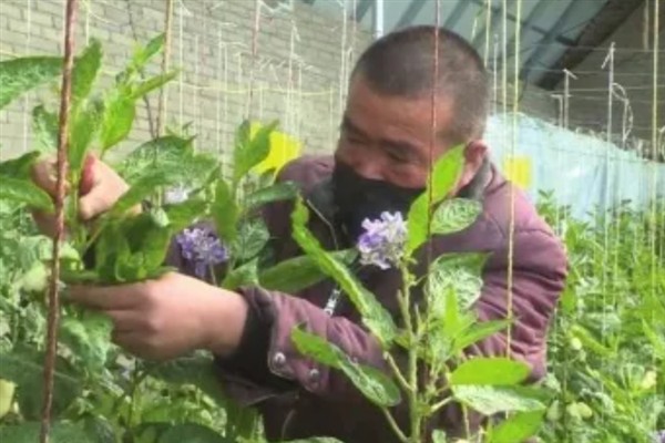 如何种植人参果，开花结果期增加硼肥的用量
